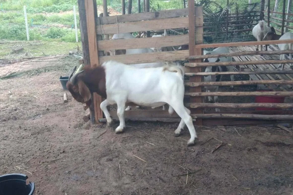 American boer goat scrubbing against a wooden pole