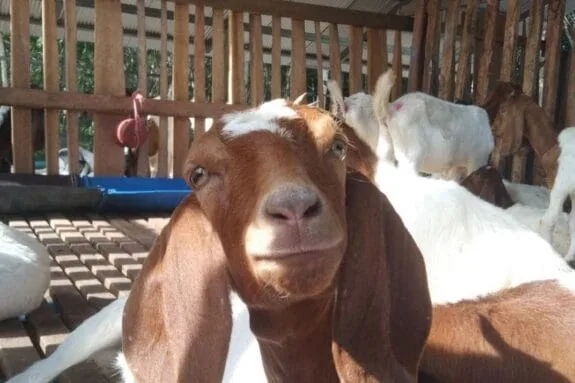 Red goat head with a white spot