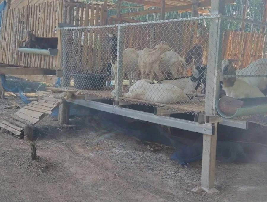 Goat pen elevated above ground