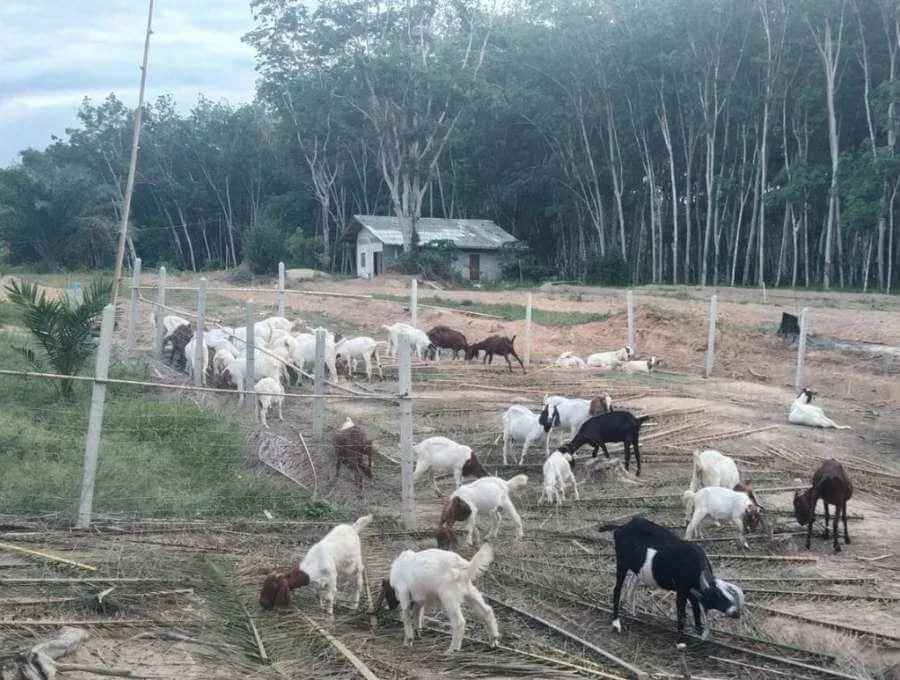 Goats eating palm leaves from the ground