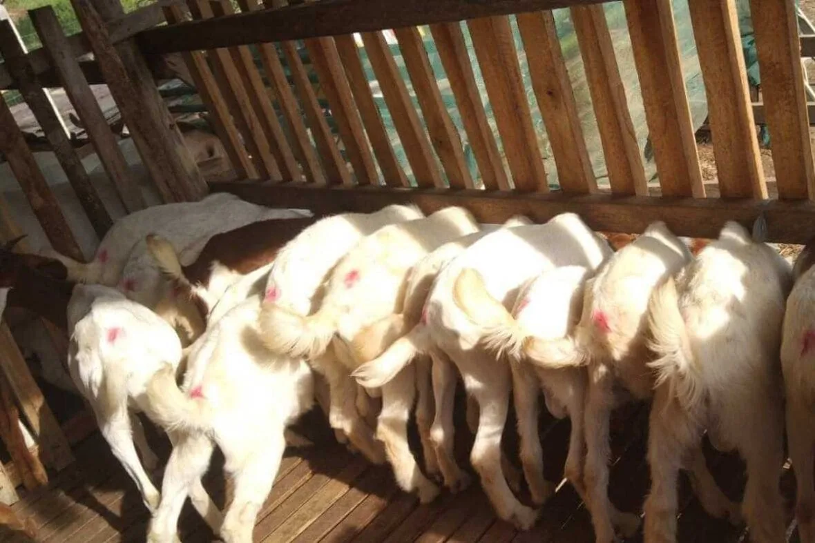 Happy goats wagging their tails