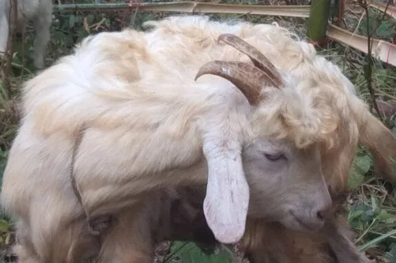 Laoshan goat buck with curly hair no head