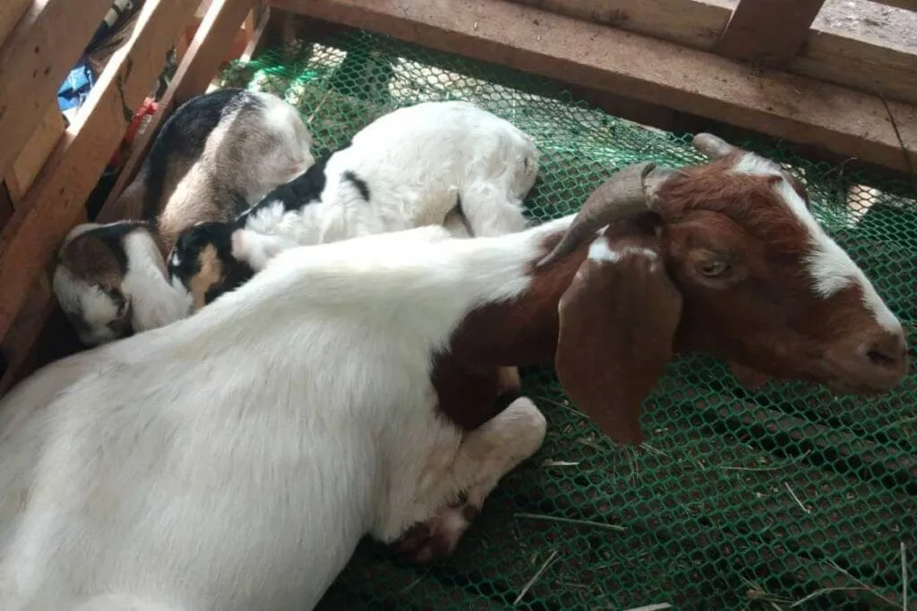 Satisfied goat mother sleeping with her kids