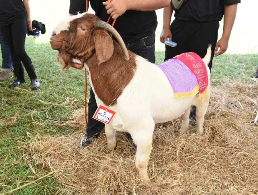 100% American Boer goat wins goat show