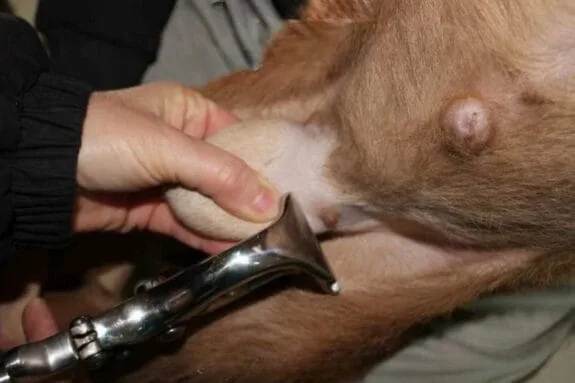 A goat being castrated with a burdizzo tool