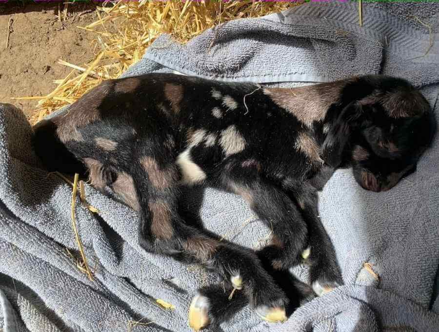 A goat kid with floppy kid syndrome laying down