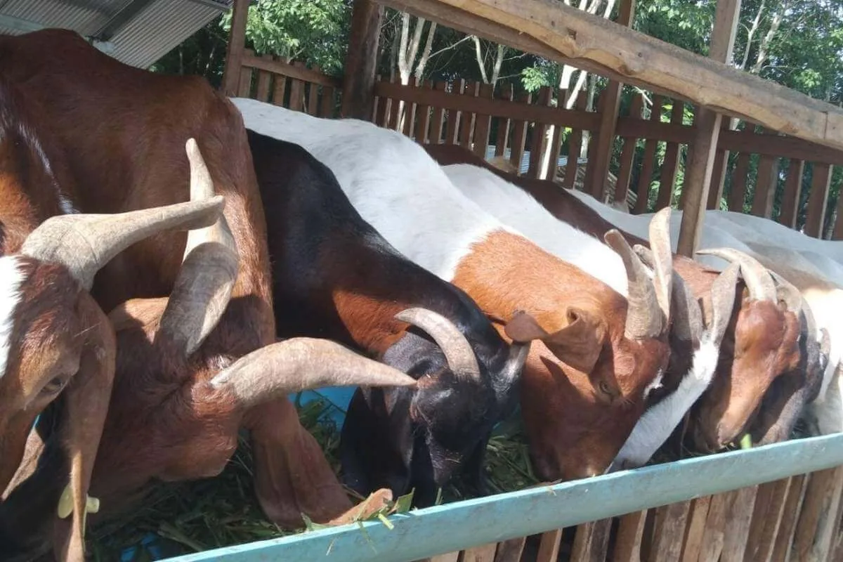 Several goats eating